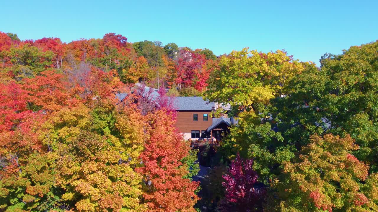 Autumn mixed leaf maple tree canopy fall season Canada neighbourhood aerial