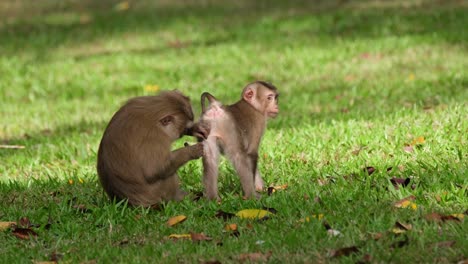 北方豬尾<unk> (macaca leonina) 在泰國khao yai國家公園的下午被發現在<unk>子上<unk>和拉害蟲