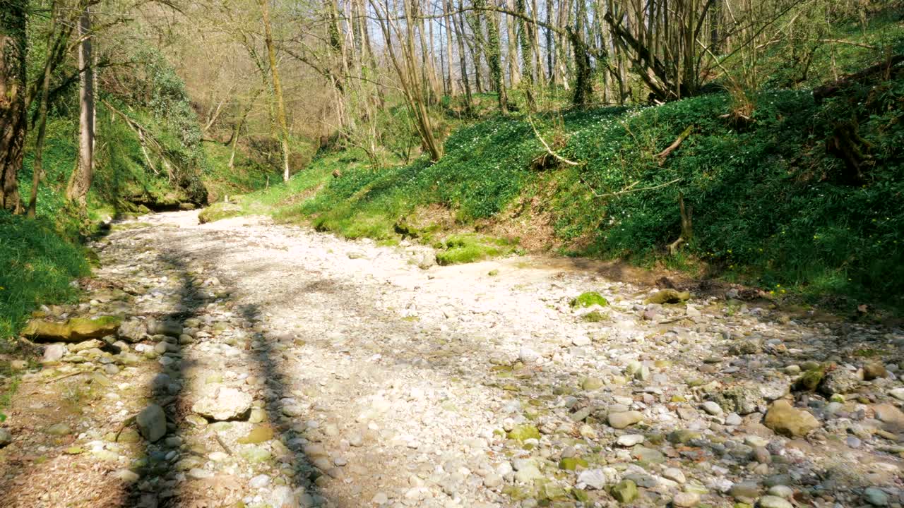 perro explorando bosques salvajes y lecho de ríos