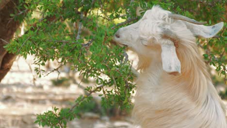 Moroccan-goat-eats-green-leaves-on-the-argan-tree,-Morocco,-close-up