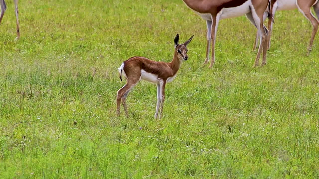 antílope bebé springbuck en el arbusto africano 4k 30fps