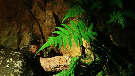 a fern growing on the edge of a stream with sunlight reflecting form the water to illuminate it