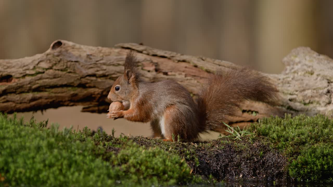 Cute squirrel eating a nut in a slow-motion shot, captured in a forest in Clinge