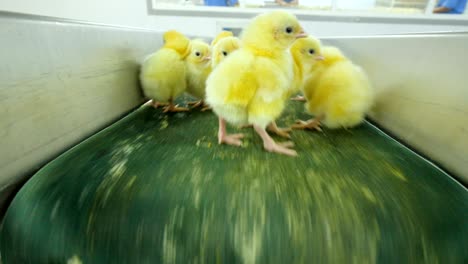 poultry, cute chicks on a conveyor. chick at a poultry.