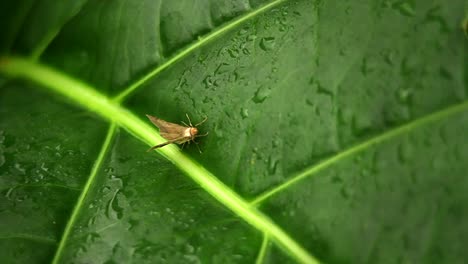 una pequeña polilla en una hoja verde