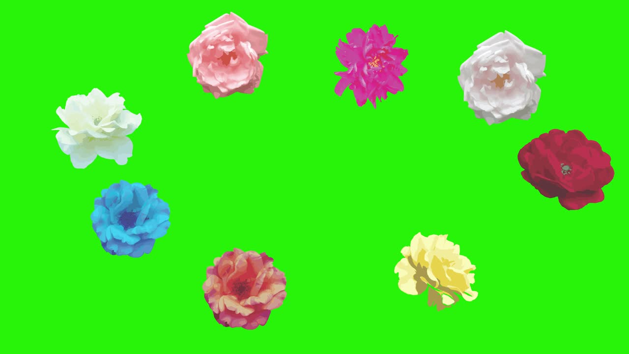 다채로운 장미 꽃 요소 애니메이션 크로마 키, 그래픽 소스