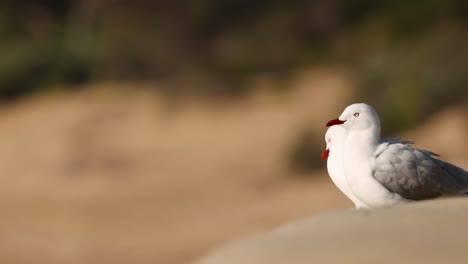 seagulls gather on the sandy beach, wading in shallow water and resting near gentle waves.