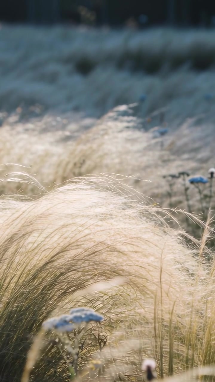 Vertical video: Swaying tuft of grass with white flowers bending in field as breeze drifting seeds