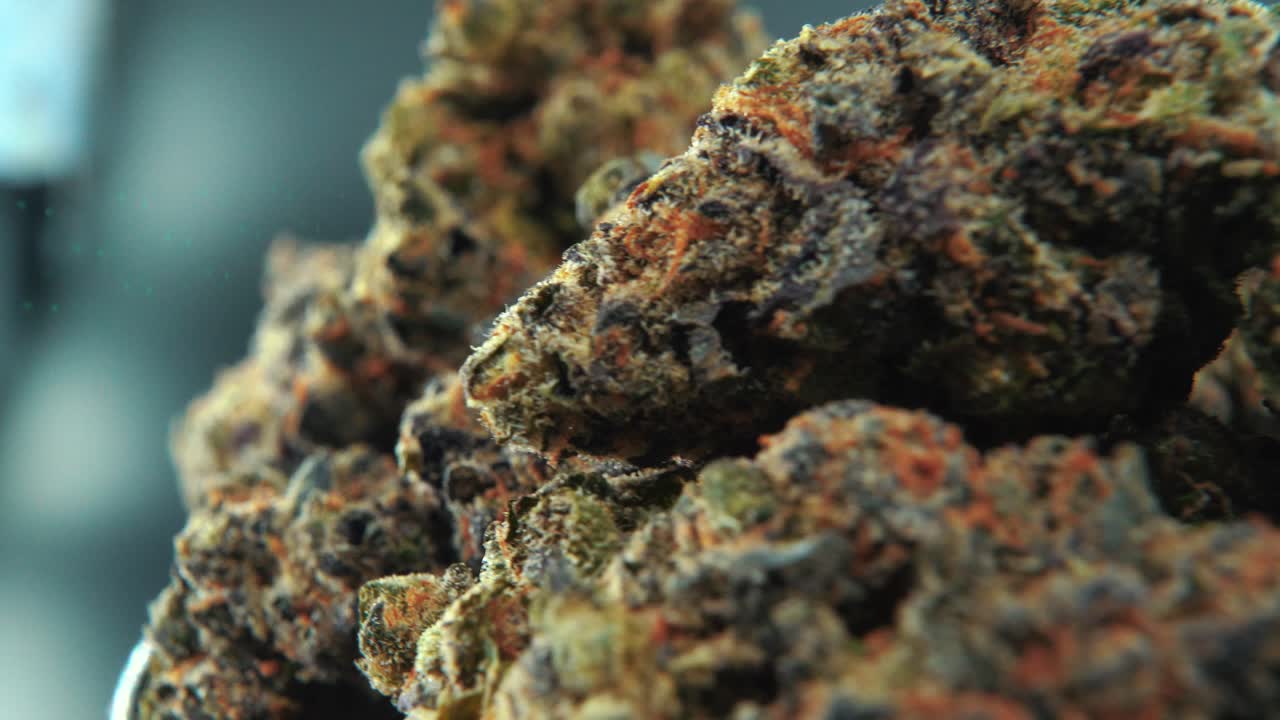 A macro cinematic detailed shot of a cannabis plant, orange hybrid strains, Indica and sativa, green purple marijuana flower in a Lab, on a rotating stand, slow motion, 4K, professional studio light