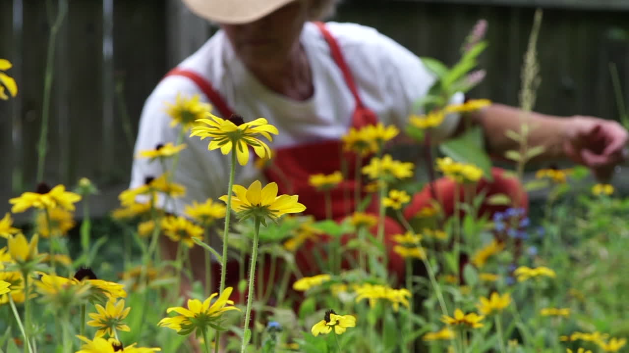 Bellissima Occhio di Susanna in fiore durante l'estate con una donna che rimuove le erbacce nel giardino a Centerville, Ohio, USA.