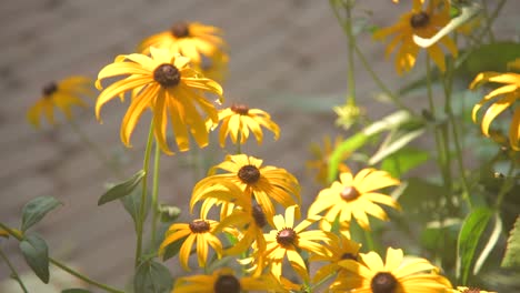 Close-up-of-yellow-flowers-swaying-in-soft-wind-in-spring-sunshine