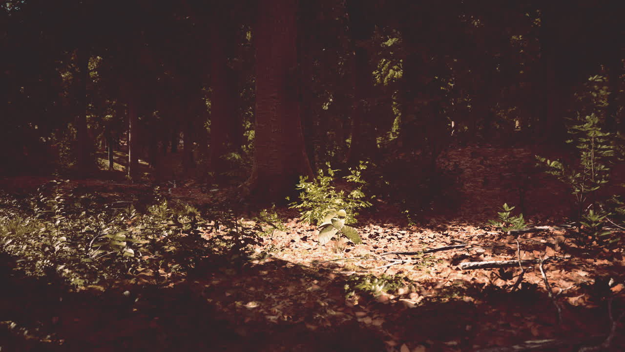 Luce solare che filtra attraverso gli alberi in una foresta oscura