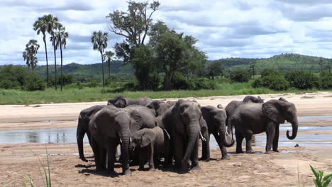 herd of female african elephants with their offspring in a river bed