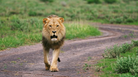 scary male lion walking towards the camera along the path in african wilderness in central kalahari botswana. -  slow motion