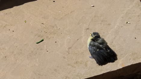 Eine-Baby-Blaumeise,-Die-Auf-Einer-Pflasterplatte-Zittert,-Als-Die-Eltern-Ankommen-Und-Das-Baby-Füttern