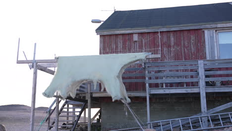 Polar-Bear-Skin-and-Fur-Hanging-For-Drying-in-Front-of-Wooden-House-on-Greenland