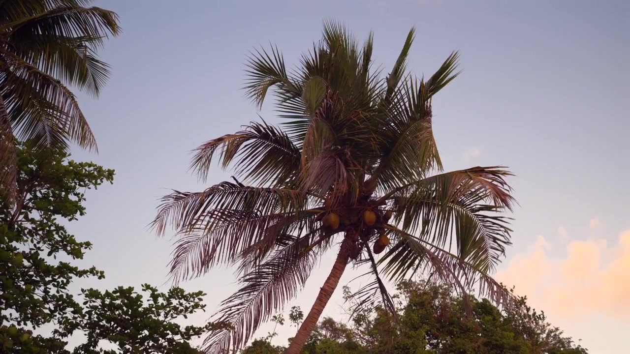 Palme tropicali che ondeggiano dolcemente con un cielo al tramonto colorato sullo sfondo