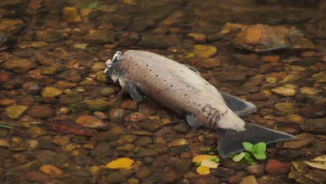 salmon spawning in shallow latvian rivers