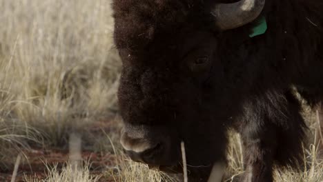 bison-takes-a-bite-of-grass-and-looks-directly-into-lens