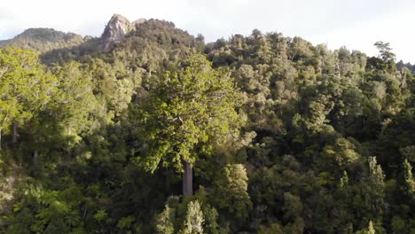 drone-flying-backwards-showing-a-square-kauri-tree-and-the-surrounding-area-in-coromandel,-New-Zealand