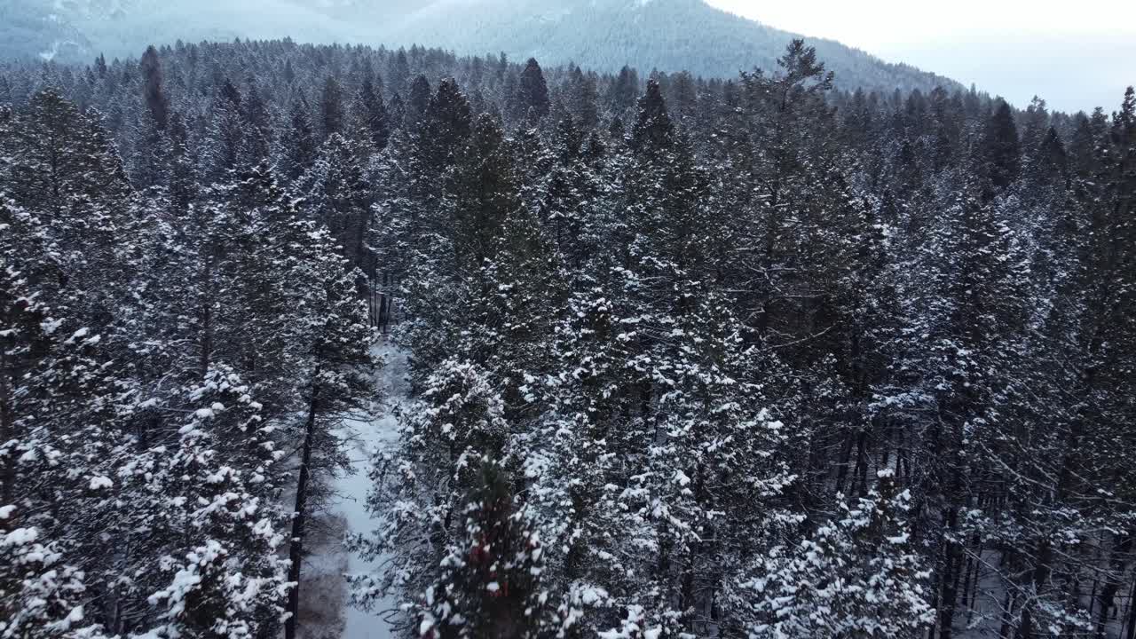 산으로 둘러싸인 겨울 숲에서 눈이 내리는 공중 촬영