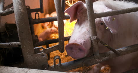 pigs on livestock farm pig farming young piglets at stable 14