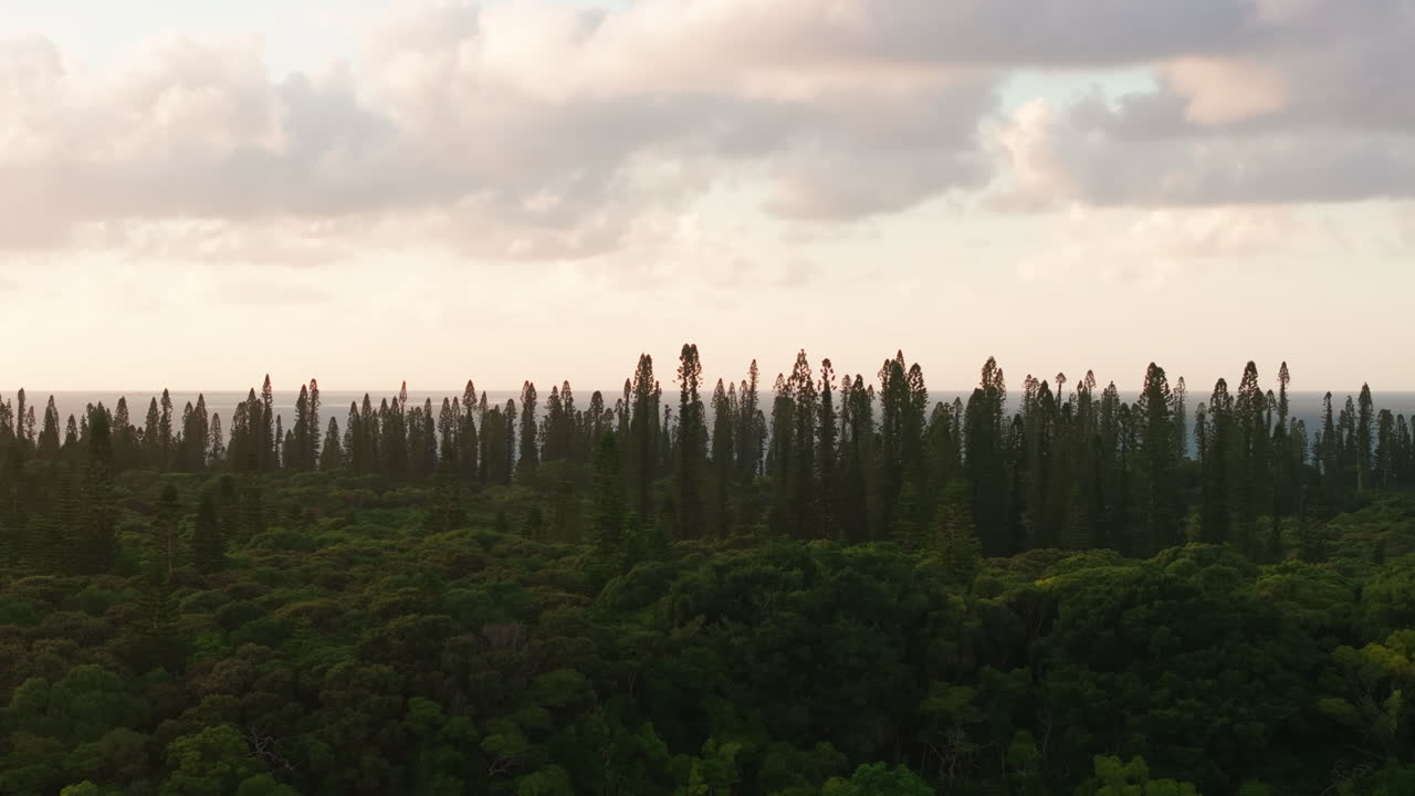 Drone aerial of turquoise lagoon waters meeting pine forest coastline in New Caledonia under a bright tropical sky