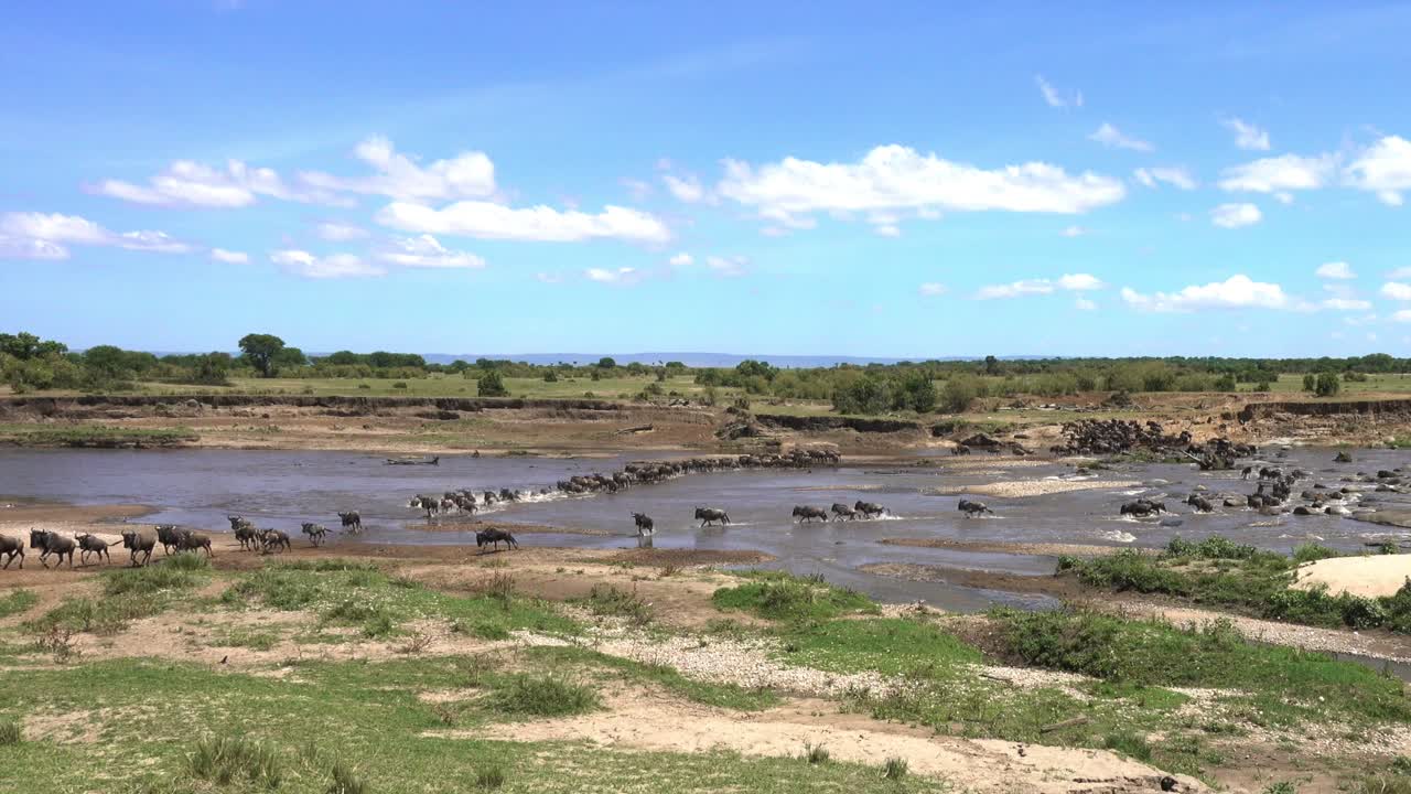Large herd of wildebeest crossing the Mara River during their annual migration in Serengeti in Tanzania. First part of a longer clip.