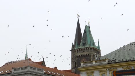 flock of pigeons flying above roofs and a church tower a of an old european town