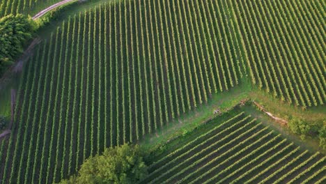 Panoramic-Aerial-View-Of-Winery-Vineyards-In-The-Countryside-Of-Portugal