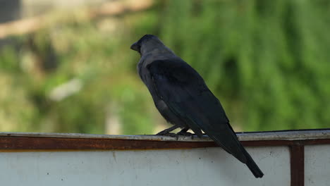 a house crow perched on a sign in the morning light