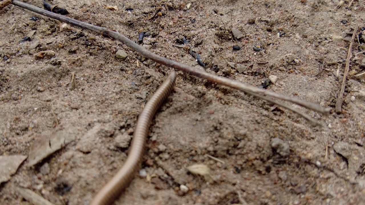 Centopeia, milípede gigante africano rastejando sob um galho na vida selvagem da floresta africana.