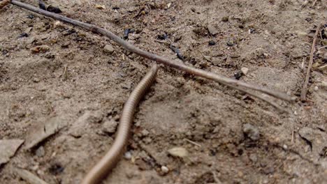 Ciempiés,-Milpiés-Gigante-Africano-Arrastrándose-Bajo-Una-Ramita-En-La-Vida-Silvestre-Del-Bosque-Africano