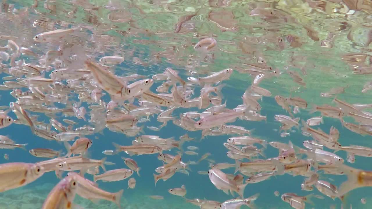 남부 유럽의 마케도니아 호수 오흐리드에서 모든 방향으로 얕은 물에서 헤엄치는 작은 물고기 떼, 슬로우 모션으로 촬영