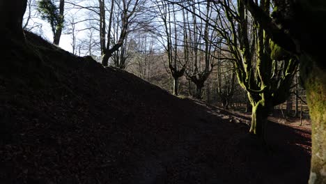 walking through a beech forest at dawn