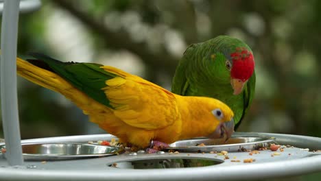 Golden-conure-eating-food-from-the-feeder-bowl,-handheld-motion-close-up-shot