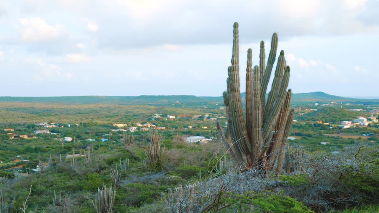 선인장 전경이 있는 일출 황금 시간의 시골 큐라소 시골