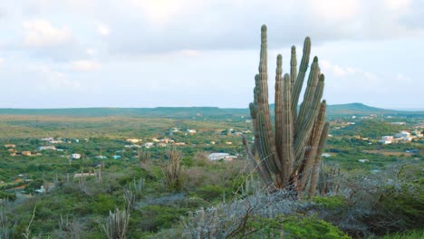 ländliche landschaft von curacao bei sonnenaufgang goldene stunde mit kaktusvordergrund