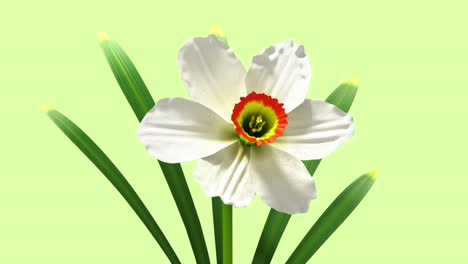 3d glitch de la flor narciso. sin costura en bucle. concepto de nft.