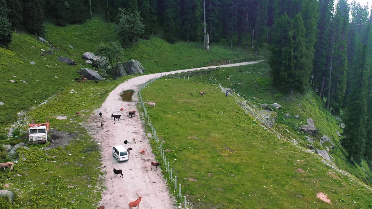 hermosa toma aérea de un auto que pasa a través de vacas agrupadas en una carretera himalaya, himachal pradesh, manali