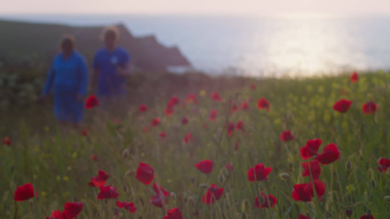 Close Up of a Poppy Field with Two People Walking in the Background Out of Focus and a Sunset Glimmering Off the Ocean