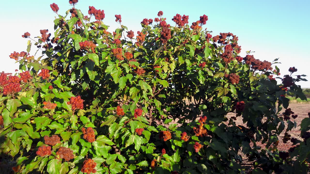 achiote tree (Bixa orellana) native to tropical regions, the annatto seeds are used as condiment