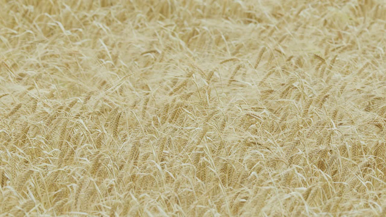 Close-up view of mature barley swaying in the wind under soft natural daylight, highlighting golden grain heads and dense agricultural crop texture