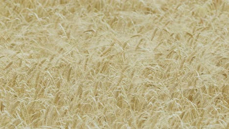close-up view of mature barley swaying in the wind under soft natural daylight, highlighting golden grain heads and dense agricultural crop texture