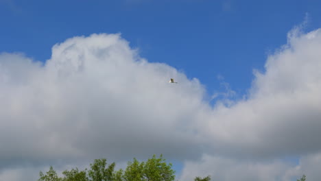 solitary bird soars against a backdrop of white clouds, tracking follow through sky