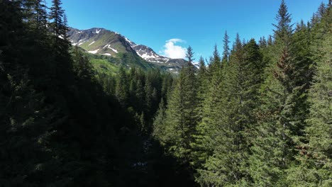 Fly-Back-On-Coniferous-Forest-With-Snow-Mountains-At-Background-In-Alaska