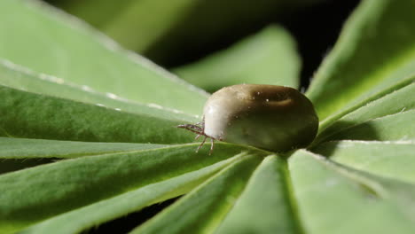 flailing legs of blood engorged idiosoma of tick on green plant, macro shot