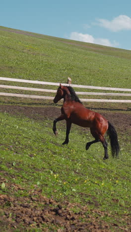 thoroughbred horses run along large paddock on green hill slow motion. equine creatures of different suit colors graze on mountain pasture in spring