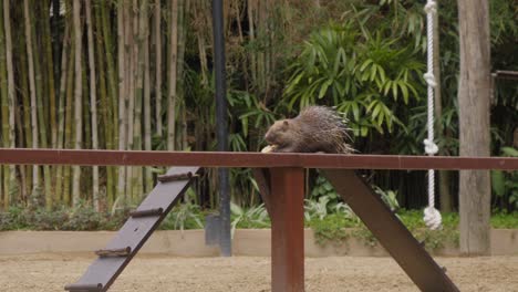 sunda porcupine or javan porcupine eating while sitting on a wooden fence