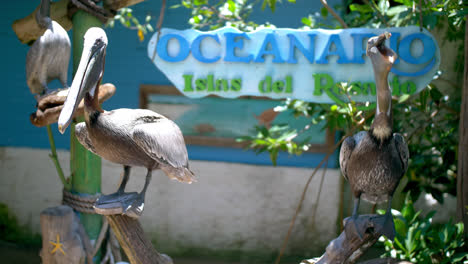 tiro medio de dos pelícanos en el oceanario en cartagena colombia